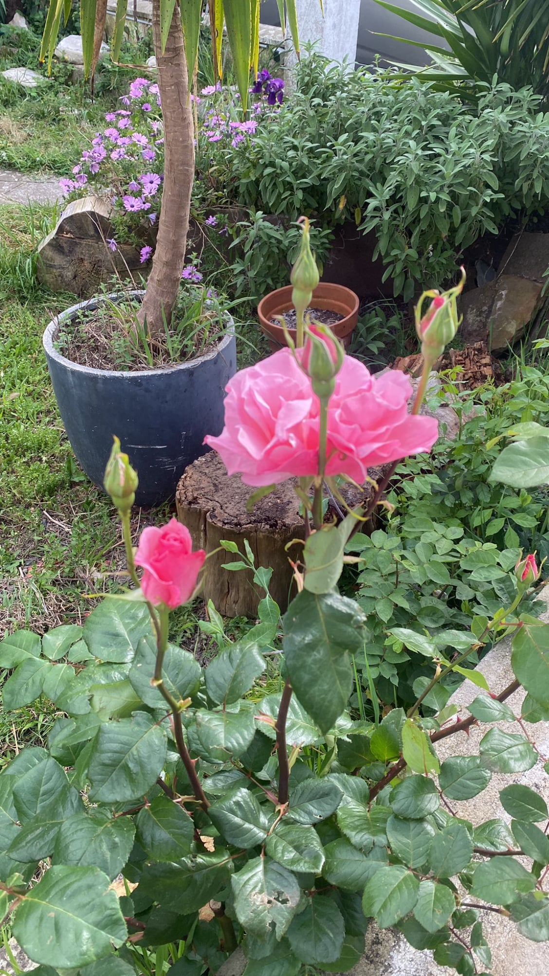 Rosiers du jardin d'Etxe Arrosa
