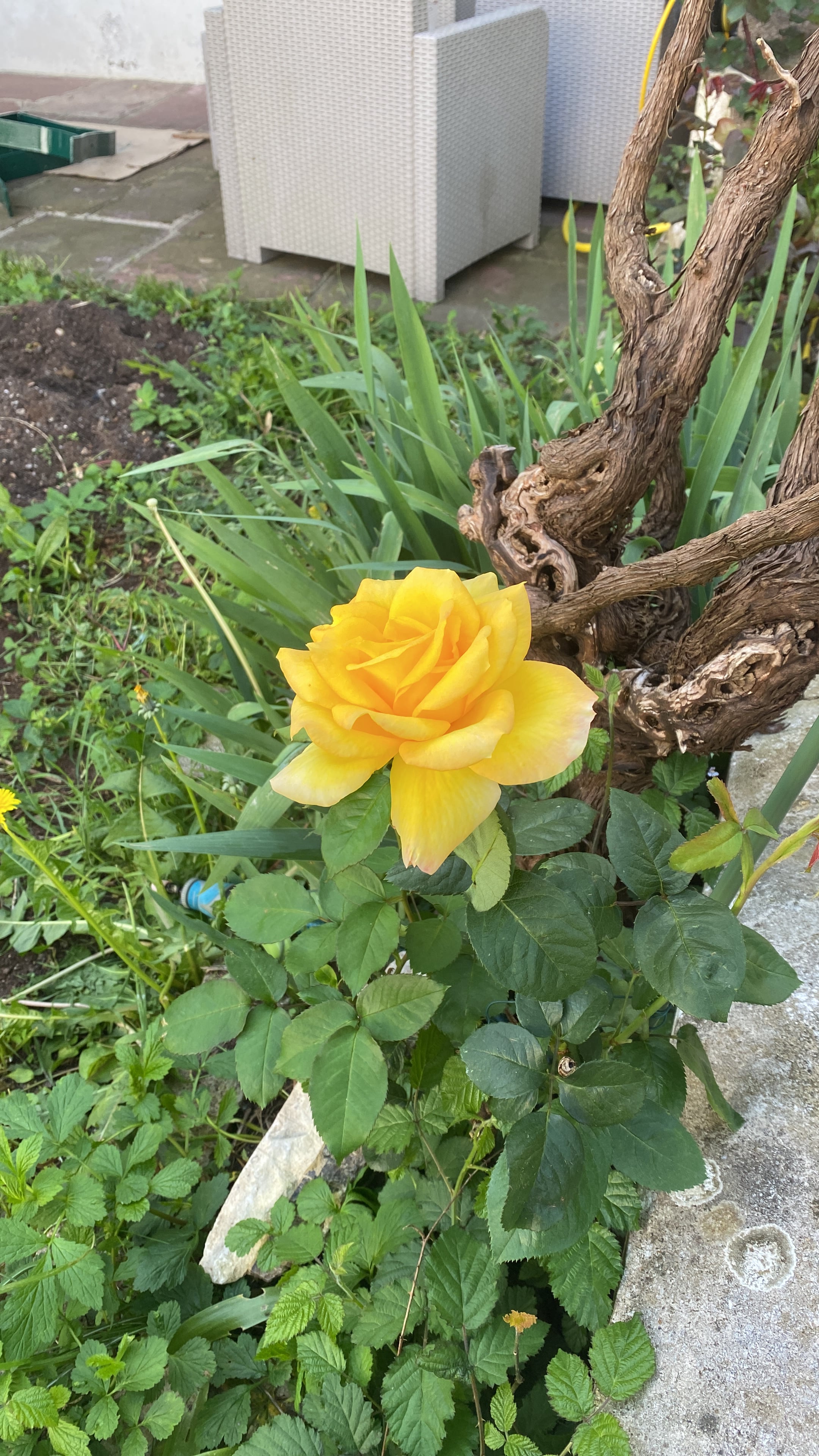 Rosiers du jardin d'Etxe Arrosa