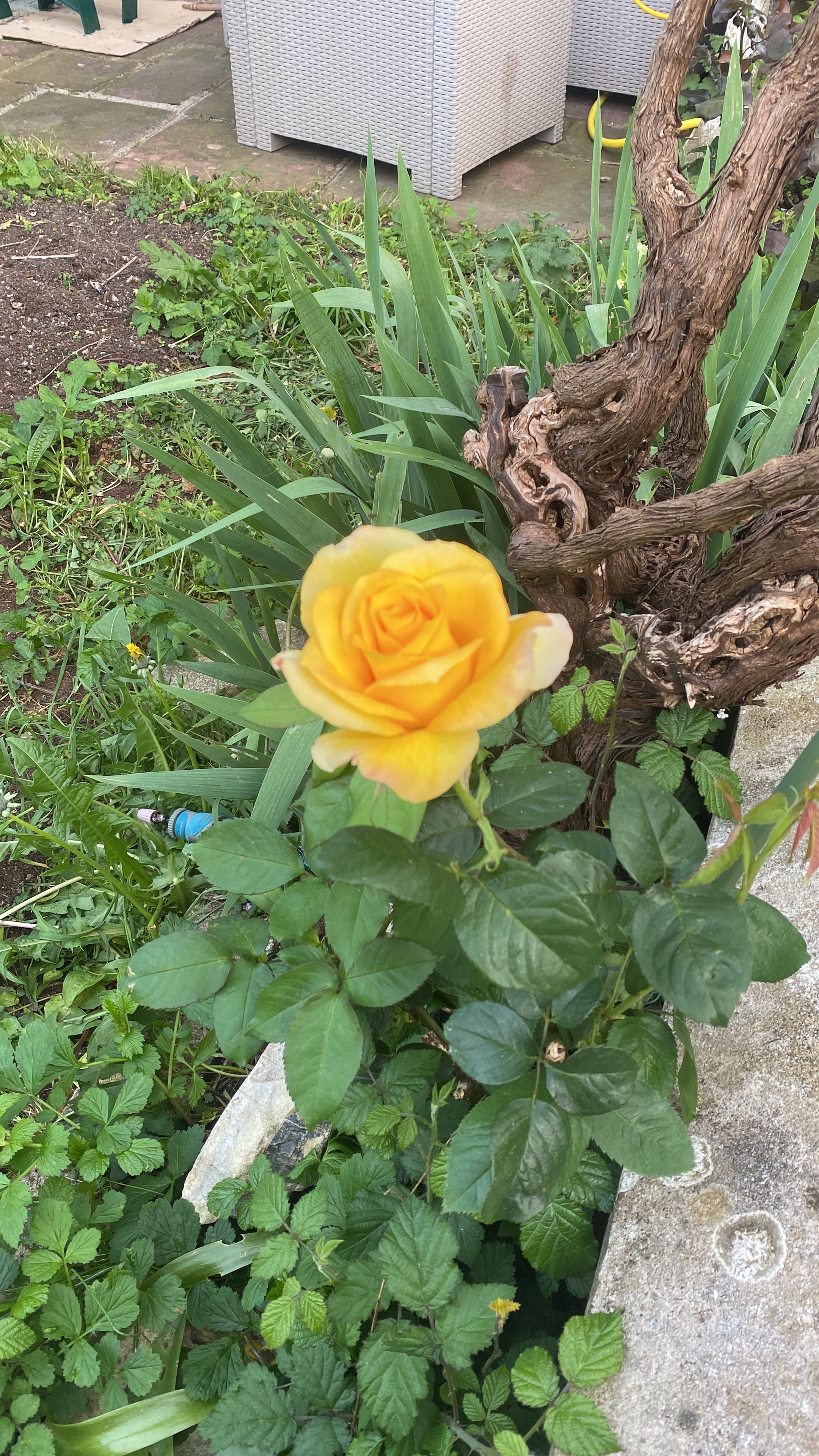 Rosiers du jardin d'Etxe Arrosa