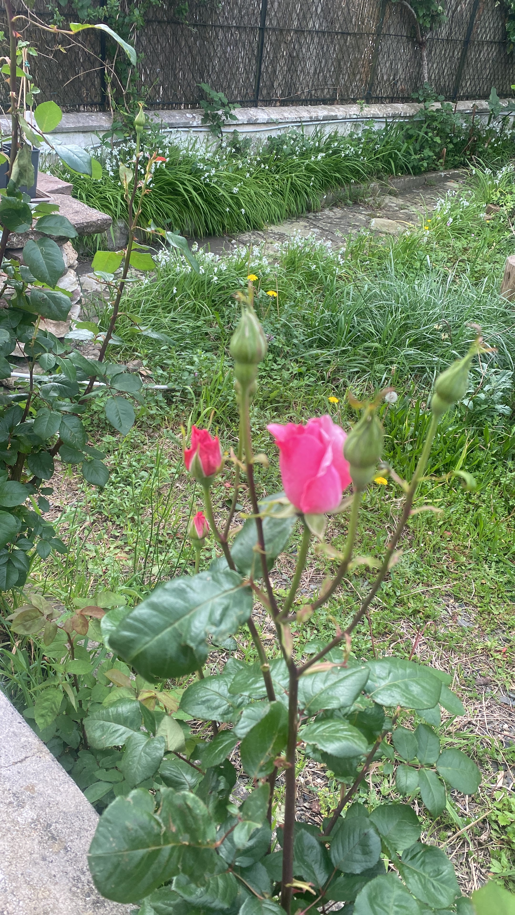 Rosiers du jardin d'Etxe Arrosa